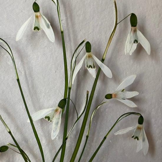 The scent of summer at grandma's