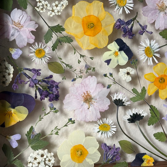 Tricolor symphony of flowers