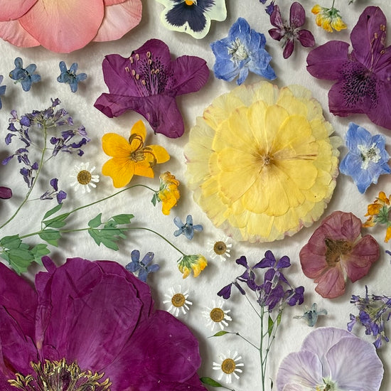 Views into the flowers of autumn