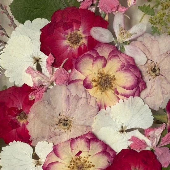The warmth that blooms