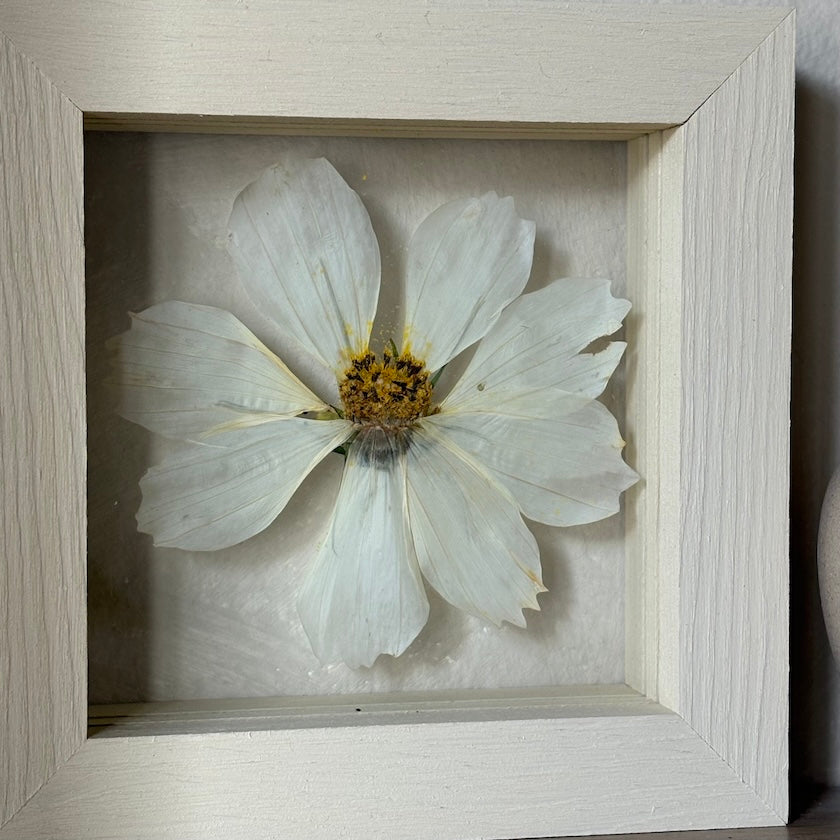 White Cosmos