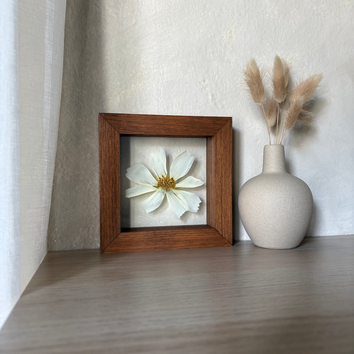 White Cosmos II.