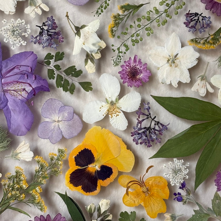 In the lilac grove