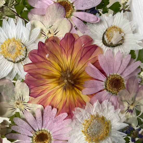 Buttercup Friendship