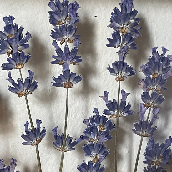 Small field of lavender