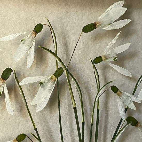 The scent of summer at grandma's