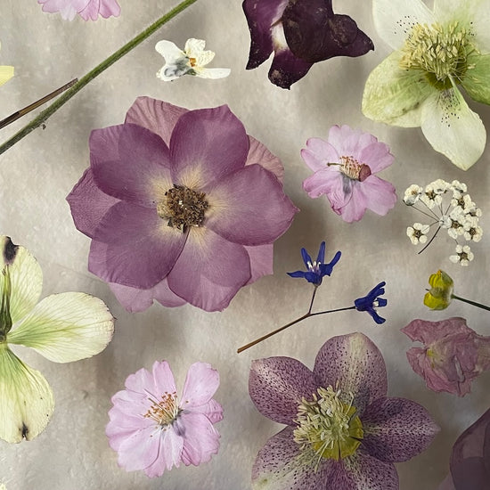 Views into the flowers of autumn