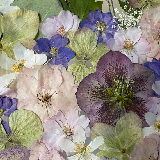 Blooming Dreaming