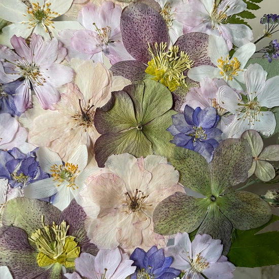 Blooming Dreaming