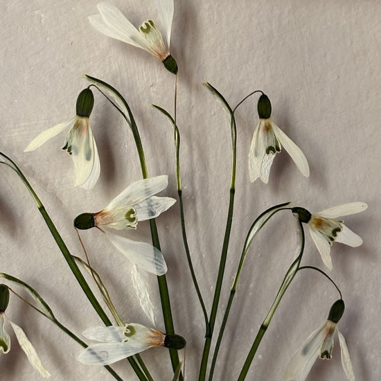The scent of summer at grandma's