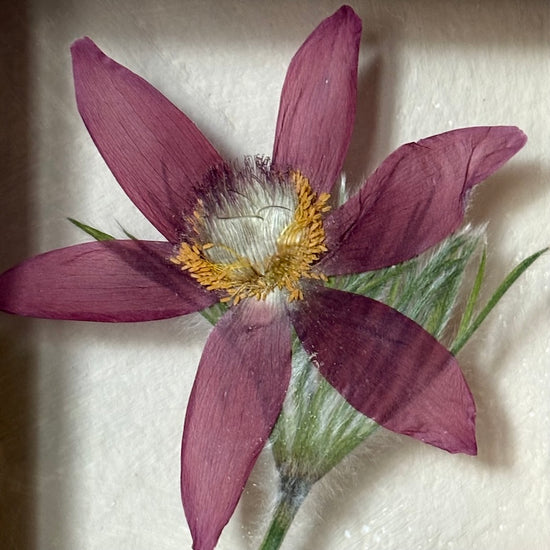 In the flower of tenderness