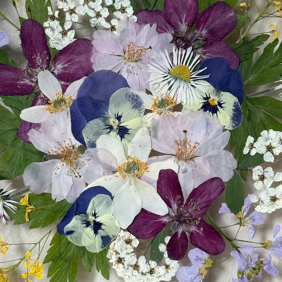 Tricolor symphony of flowers