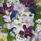 Tricolor symphony of flowers