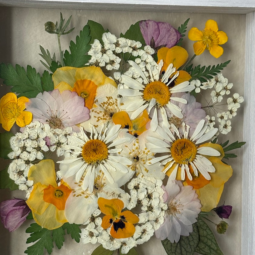 Sunlit Daisies