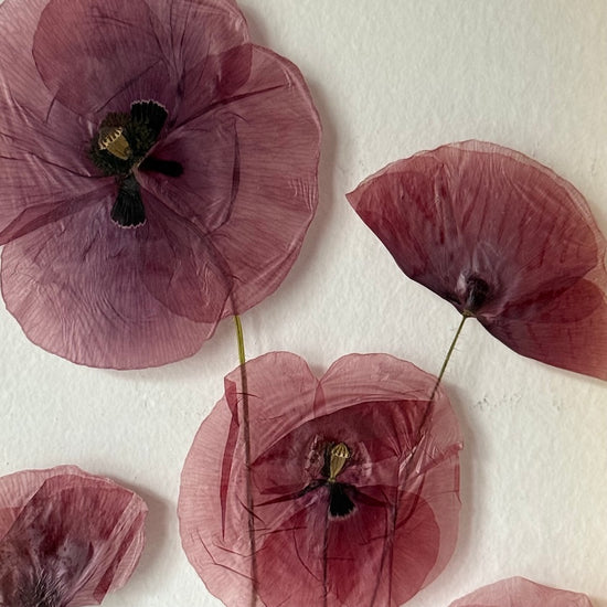 Red poppy enchantment