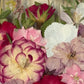 In the flower of tenderness