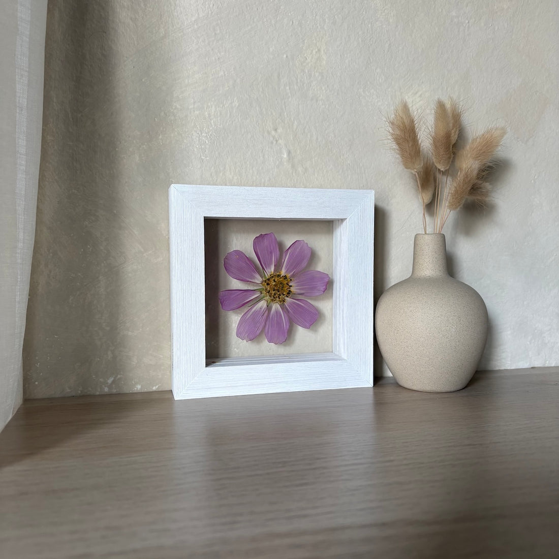 Violet Cosmos