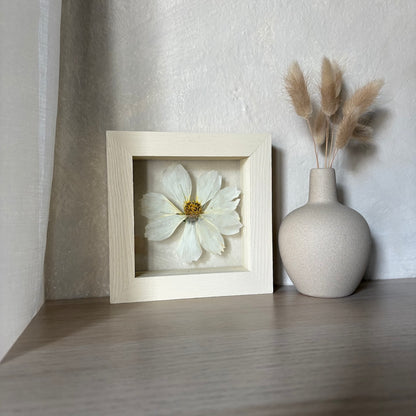 White Cosmos