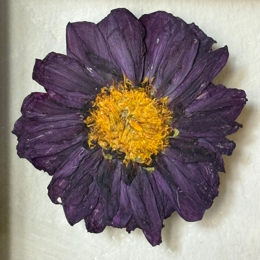 Dahlia