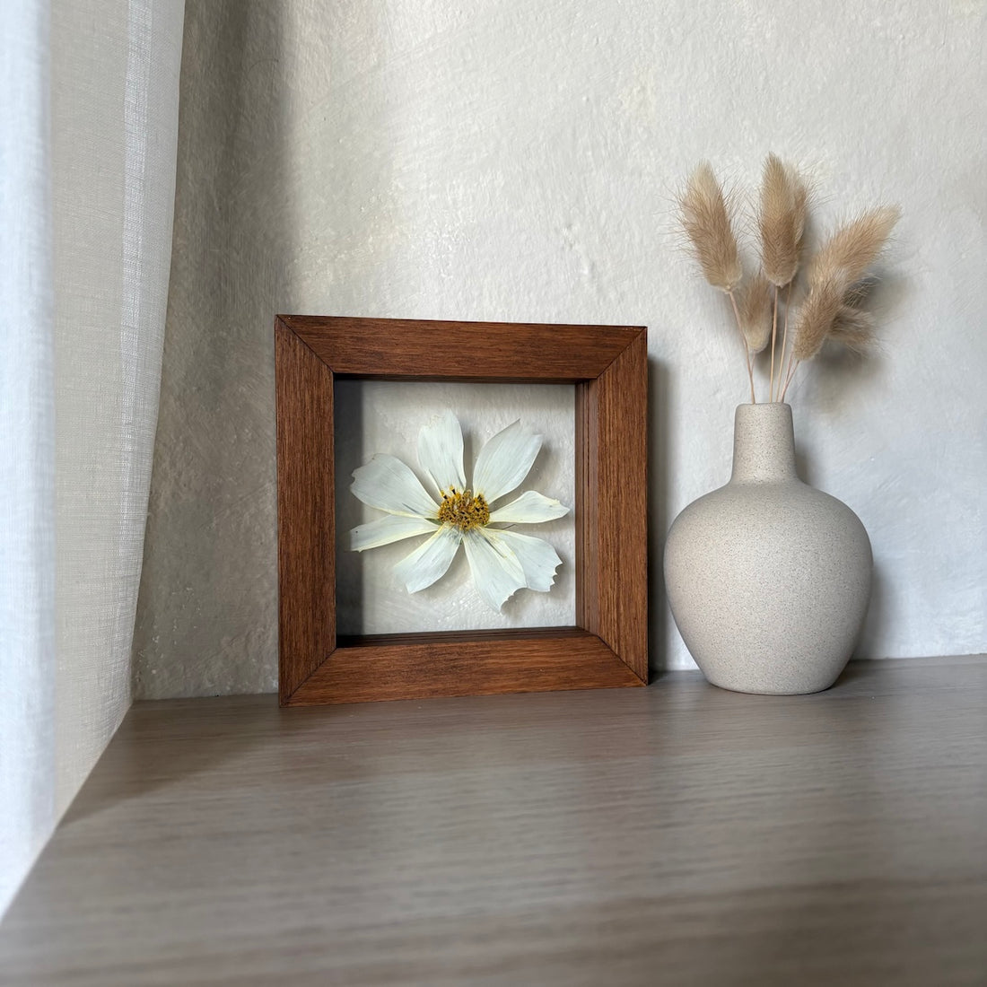 White Cosmos II.