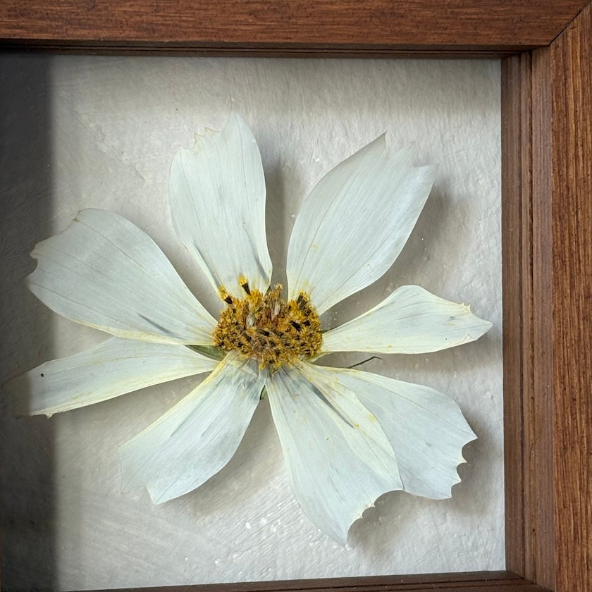 White Cosmos II.