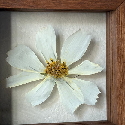 White Cosmos II.