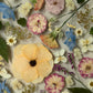 Apricot Bloom