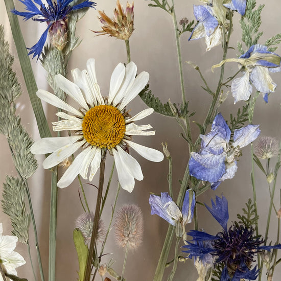 Songs of the Meadow Fairies