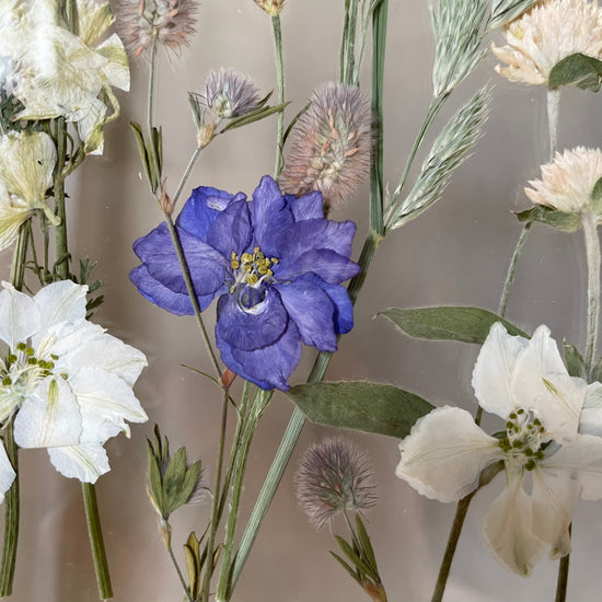 Songs of the Meadow Fairies