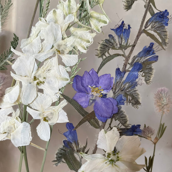 Songs of the Meadow Fairies