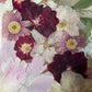 The pink kingdom of one peony