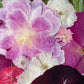 Passion hidden in flowers