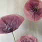 Arms full of poppies