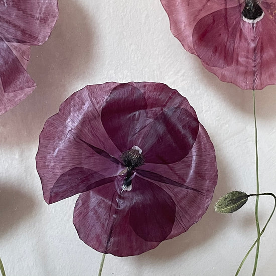 Behind the cottage in bloom