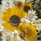When Love Blooms - set of paintings 2x S
