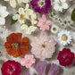 In the whirlwind of spring joy