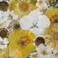 Yellowish marigold