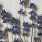 Small lavender