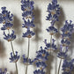 Small field of lavender