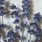 Lavender from Křivoklátsko