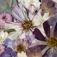 Violet flower