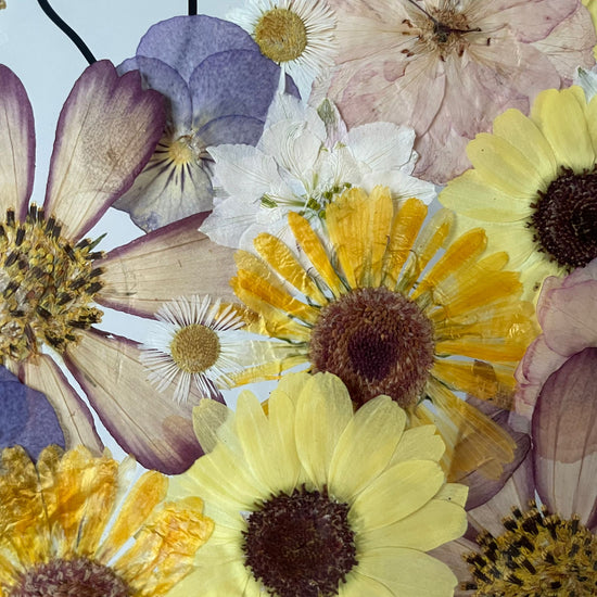 A meadow full of adventures