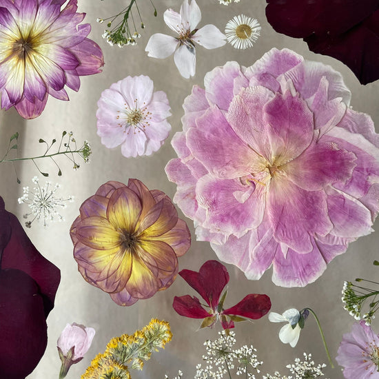 Views into the flowers of autumn